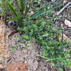 Phyllanthus hirtellus at Croajingolong National Park - 7 Dec 2023