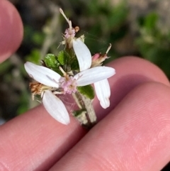 Olearia myrsinoides (Blush Daisy Bush) at Wingan River, VIC - 7 Dec 2023 by Tapirlord