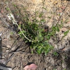 Olearia myrsinoides at Croajingolong National Park - 7 Dec 2023 04:57 PM