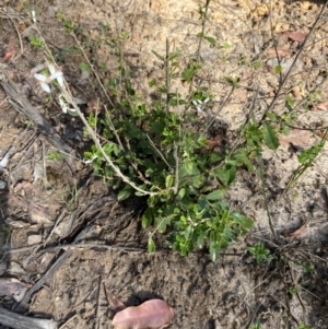 Olearia myrsinoides at Croajingolong National Park - 7 Dec 2023