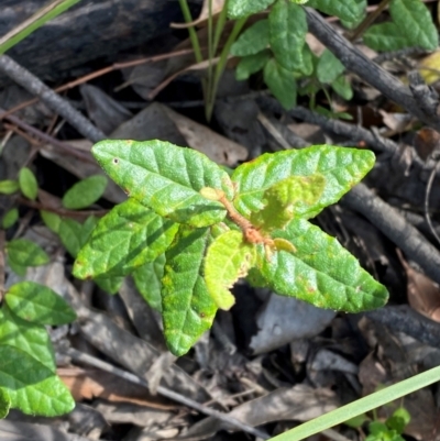 Correa reflexa var. speciosa at Wingan River, VIC - 7 Dec 2023 by Tapirlord