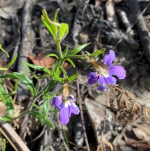 Scaevola ramosissima at Croajingolong National Park - 7 Dec 2023