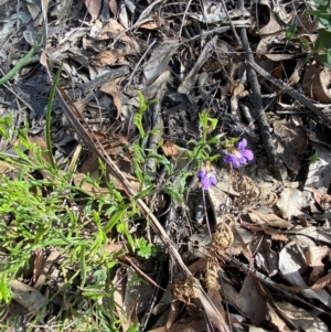 Scaevola ramosissima at Croajingolong National Park - 7 Dec 2023