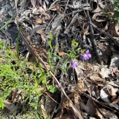 Scaevola ramosissima at Croajingolong National Park - 7 Dec 2023