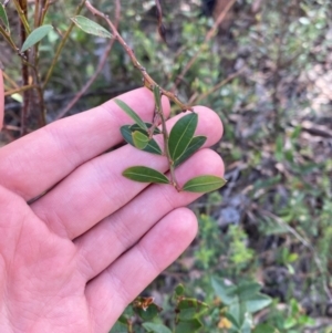 Acacia myrtifolia at Croajingolong National Park - 7 Dec 2023