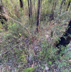 Acacia myrtifolia at Croajingolong National Park - 7 Dec 2023