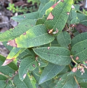 Platylobium parviflorum at Croajingolong National Park - 7 Dec 2023