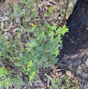 Platylobium parviflorum at Croajingolong National Park - 7 Dec 2023