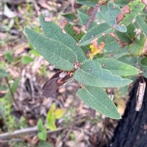 Platylobium parviflorum at Croajingolong National Park - 7 Dec 2023