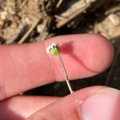 Lagenophora sublyrata (Slender Bottle-daisy) at Wingan River, VIC - 7 Dec 2023 by Tapirlord