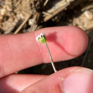 Lagenophora sublyrata at Croajingolong National Park - 7 Dec 2023