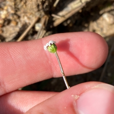 Lagenophora sublyrata (Slender Bottle-daisy) at Wingan River, VIC - 7 Dec 2023 by Tapirlord