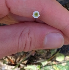 Lagenophora sublyrata at Croajingolong National Park - 7 Dec 2023