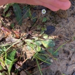 Lagenophora sublyrata at Croajingolong National Park - 7 Dec 2023