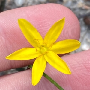 Hypoxis hygrometrica var. hygrometrica at Croajingolong National Park - 7 Dec 2023