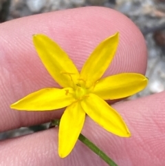 Hypoxis hygrometrica var. hygrometrica (Golden Weather-grass) at Wingan River, VIC - 7 Dec 2023 by Tapirlord