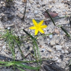 Hypoxis hygrometrica var. hygrometrica at Croajingolong National Park - 7 Dec 2023 04:44 PM