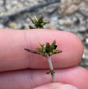 Euchiton japonicus at Croajingolong National Park - 7 Dec 2023