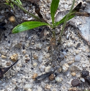 Euchiton japonicus at Croajingolong National Park - 7 Dec 2023