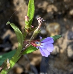 Lobelia anceps (Angled Lobelia) at Wingan River, VIC - 7 Dec 2023 by Tapirlord