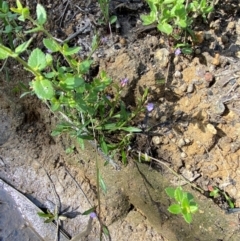 Lobelia anceps at Croajingolong National Park - 7 Dec 2023