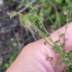 Gonocarpus teucrioides (Germander Raspwort) at Croajingolong National Park - 7 Dec 2023 by Tapirlord