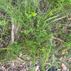 Gonocarpus teucrioides at Croajingolong National Park - 7 Dec 2023