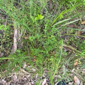 Gonocarpus teucrioides at Croajingolong National Park - 7 Dec 2023