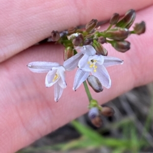 Caesia parviflora var. minor at Croajingolong National Park - 7 Dec 2023 04:40 PM