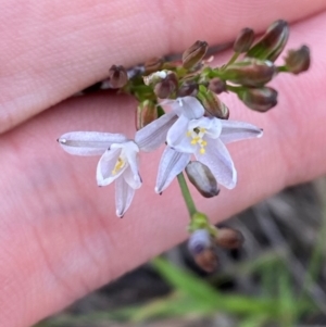 Caesia parviflora var. minor at Croajingolong National Park - 7 Dec 2023
