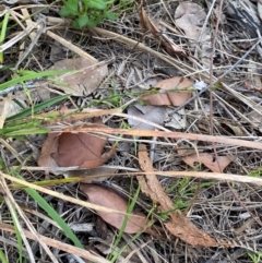 Caesia parviflora var. minor at Croajingolong National Park - 7 Dec 2023