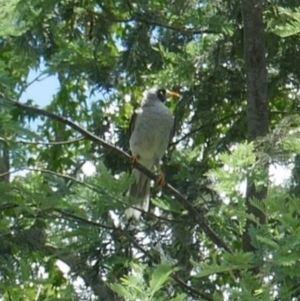 Manorina melanocephala at Lyons, ACT - 11 Jan 2024