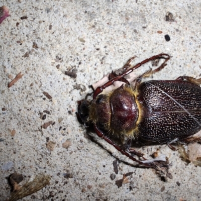 Sceleocantha glabricollis (Wattle root longicorn) at Greenleigh, NSW - 10 Jan 2024 by LyndalT