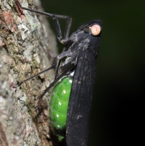 Desudaba psittacus at Capalaba, QLD - 11 Jan 2024 11:52 AM