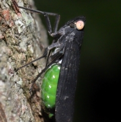 Unidentified Leafhopper or planthopper (Hemiptera, several families) at Capalaba, QLD - 11 Jan 2024 by TimL