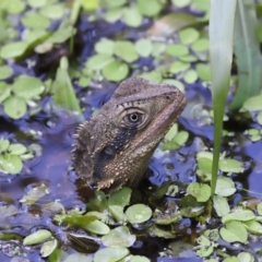 Intellagama lesueurii lesueurii (Eastern Water Dragon) at Capalaba, QLD - 11 Jan 2024 by TimL