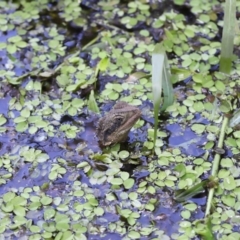 Intellagama lesueurii lesueurii at Capalaba, QLD - 11 Jan 2024 12:13 PM