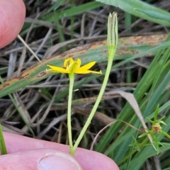 Hypoxis hygrometrica var. villosisepala (Golden Weather-grass) at Weetangera, ACT - 10 Jan 2024 by sangio7