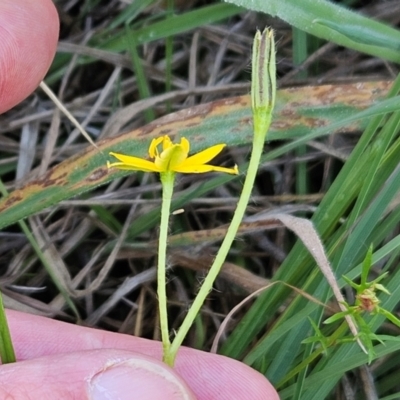 Hypoxis hygrometrica var. villosisepala (Golden Weather-grass) at The Pinnacle - 11 Jan 2024 by sangio7