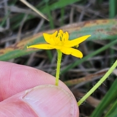 Hypoxis hygrometrica var. villosisepala at The Pinnacle - 11 Jan 2024