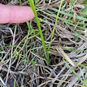 Hypoxis hygrometrica var. villosisepala at The Pinnacle - 11 Jan 2024