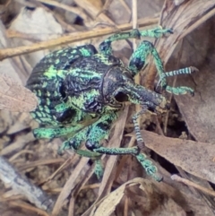 Chrysolopus spectabilis (Botany Bay Weevil) at Bellingen, NSW - 12 Jan 2024 by Nial