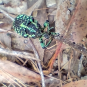 Chrysolopus spectabilis at Bellingen, NSW - 12 Jan 2024