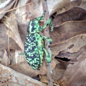 Chrysolopus spectabilis at Bellingen, NSW - 12 Jan 2024