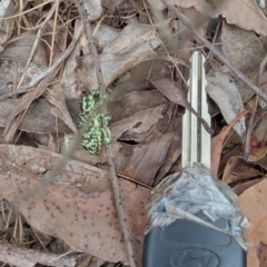 Chrysolopus spectabilis at Bellingen, NSW - 12 Jan 2024