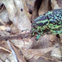 Chrysolopus spectabilis at Bellingen, NSW - 12 Jan 2024