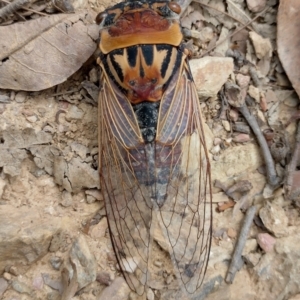 Thopha saccata at Bellingen, NSW - 12 Jan 2024