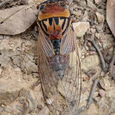 Thopha saccata (Double Drummer) at Bellingen, NSW - 12 Jan 2024 by NJ