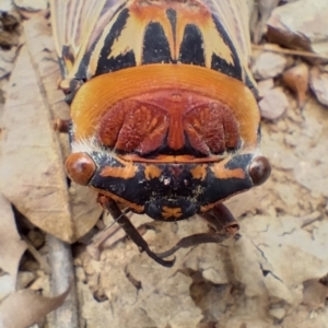 Thopha saccata at Bellingen, NSW - 12 Jan 2024