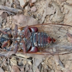 Thopha saccata at Bellingen, NSW - 12 Jan 2024